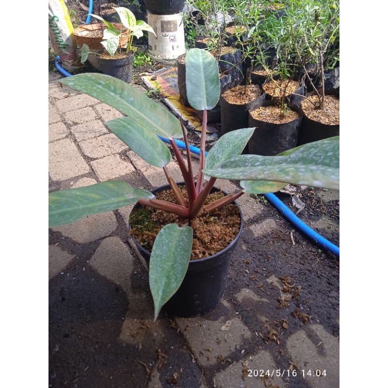 philodendron red cherry x moon light varigata