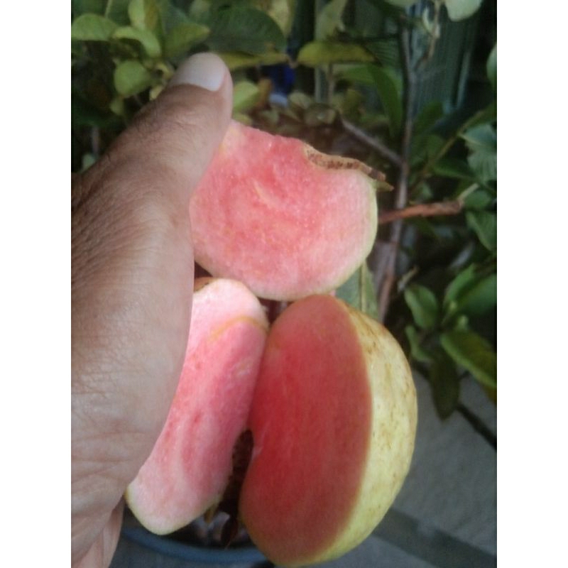 Fresh Cangkok Jambu Kristal Merah