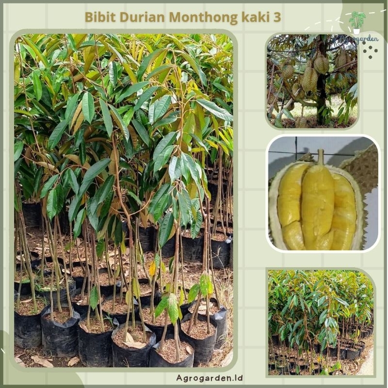 BIBIT DURIAN MONTONG KAKI 3 - BIBIT DURIAN MONTHONG - BIBIT DURIAN KAKI 3 - BIBIT DURIAN SIAP BUAH B