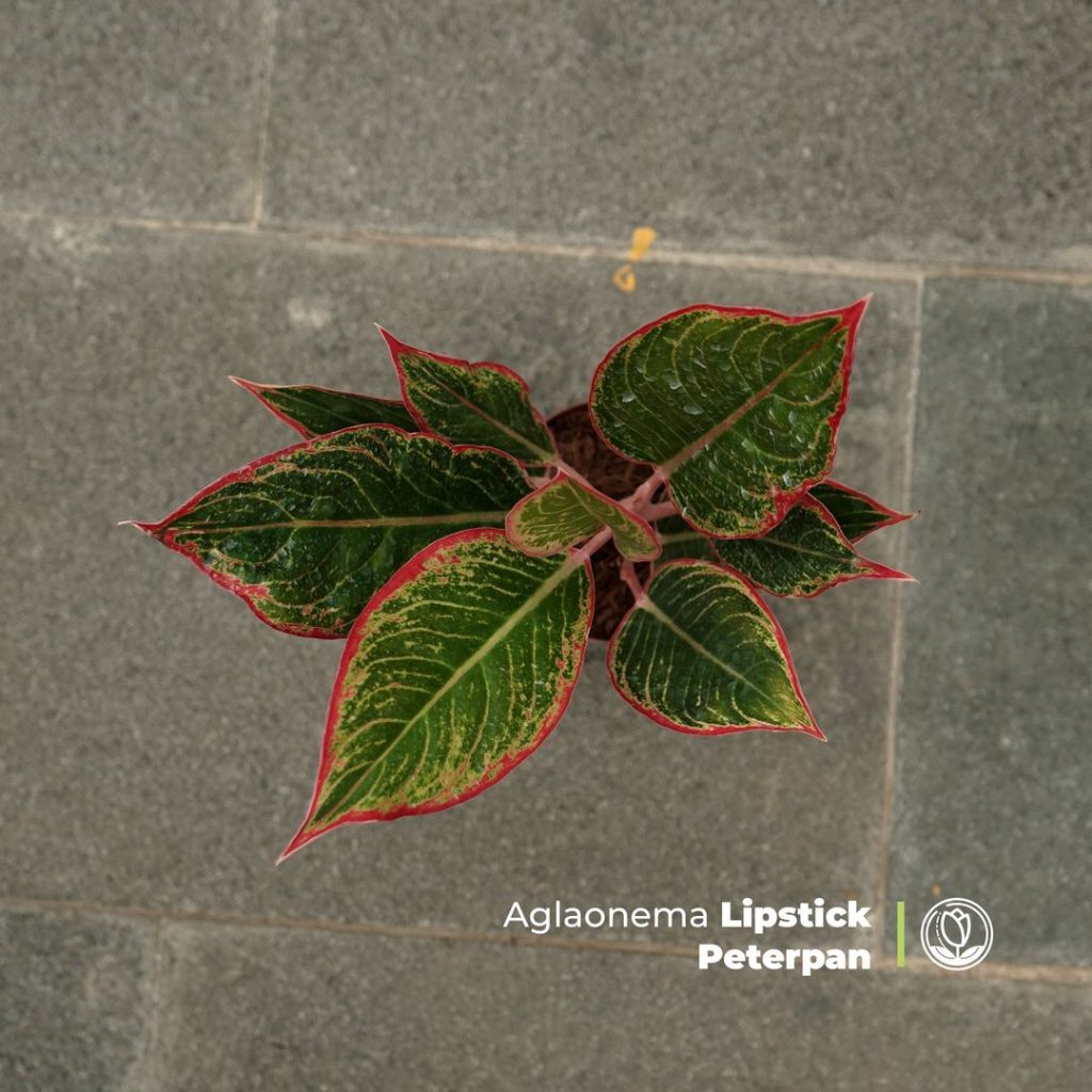 Aglonema Lipstick Peterpan