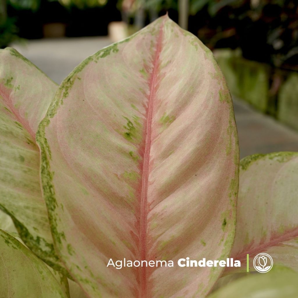 Aglonema Cinderella