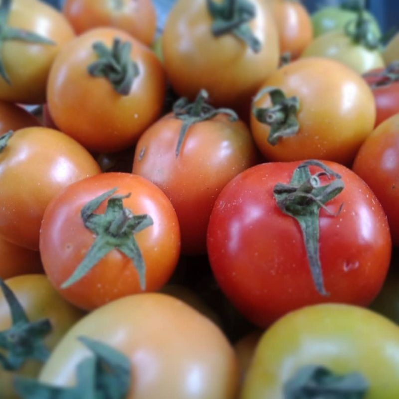 

Tomat Tomato Fresh 250 gram 500 gr 1 kg, ½kg fresh setiap hari