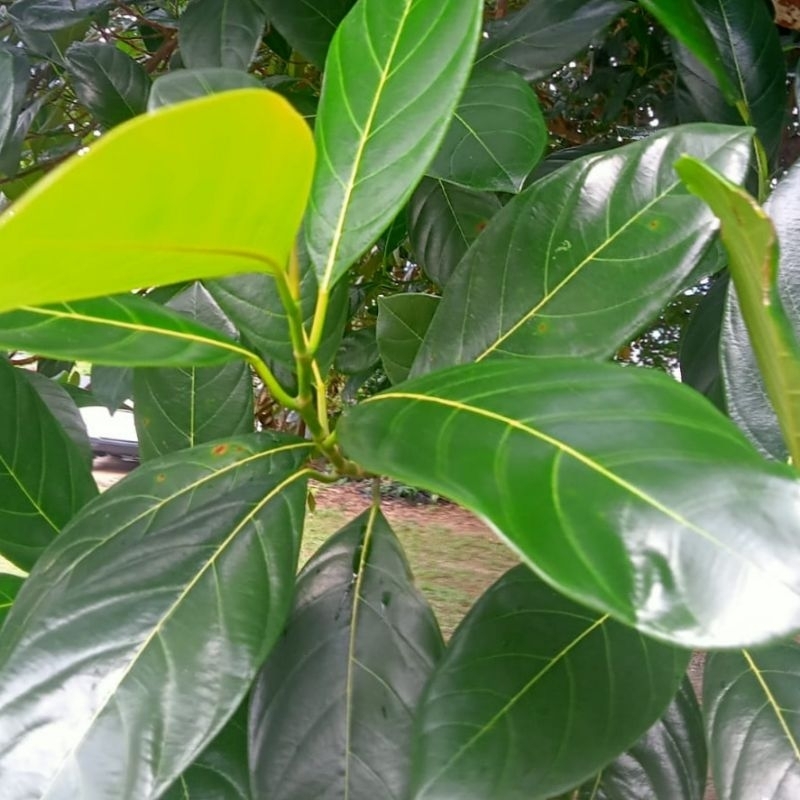 

10 lembar Daun Nangka Segar