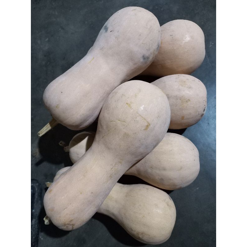 

LABU MADU 1kg-1,5kg-2kg