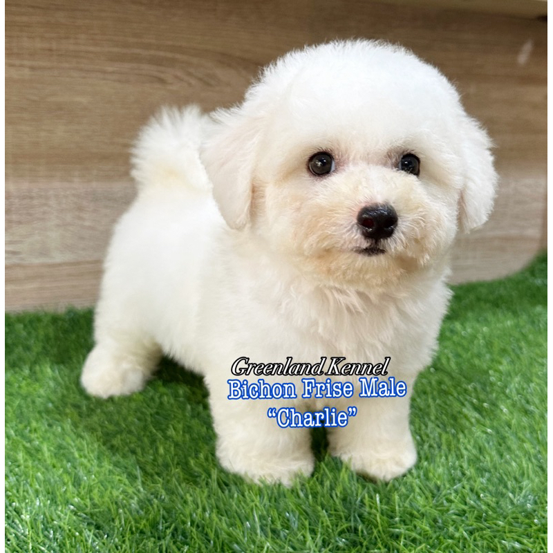 Bichon Frise Male