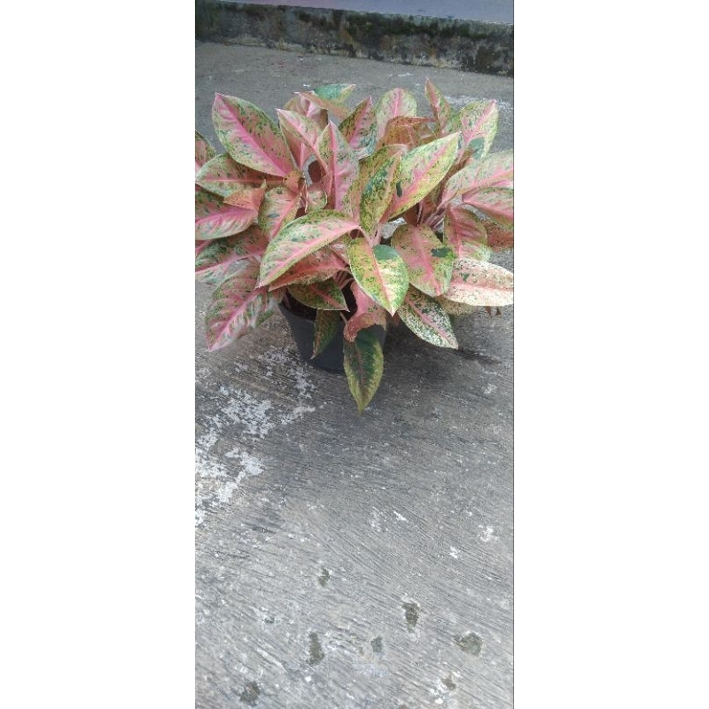 agglo big roy rumpun