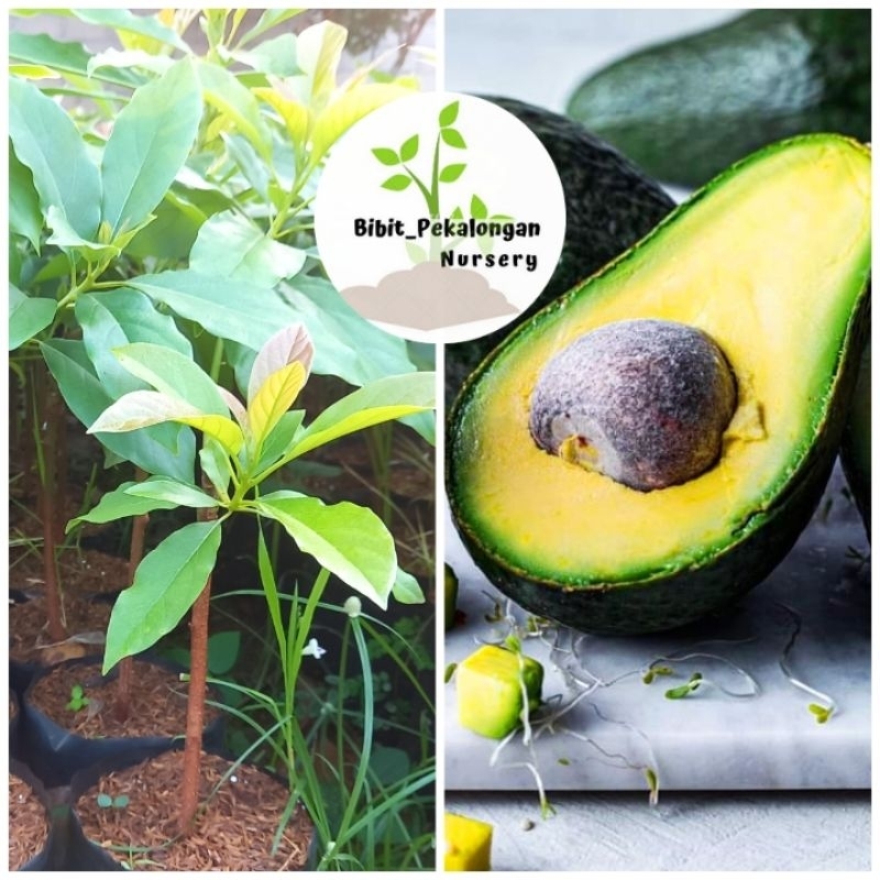 

Alpukat Green Taiwan / Green Skin