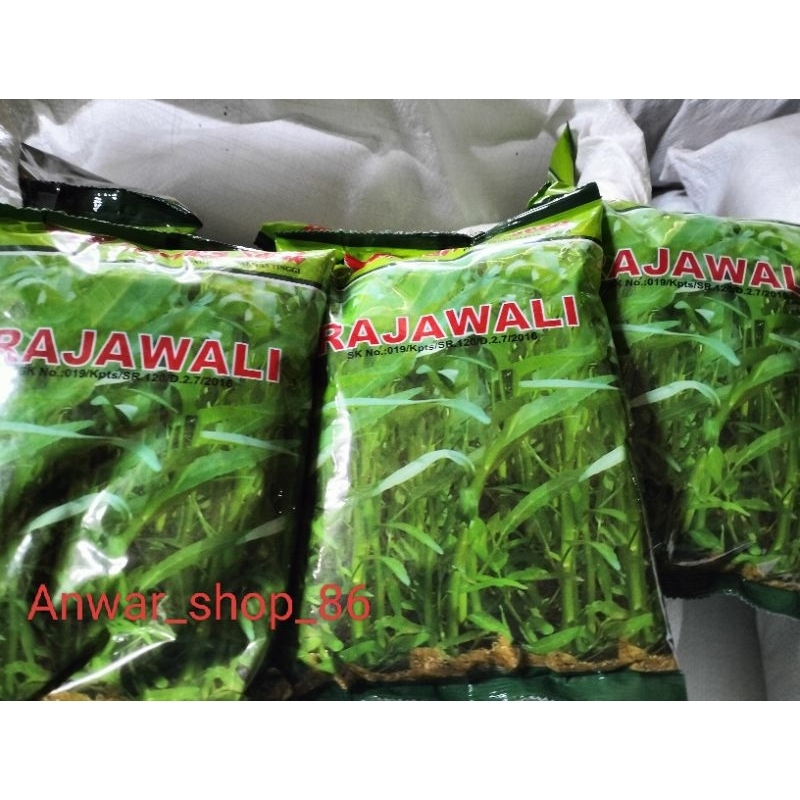 

kangkung daun lebar " Rajawali" 1 kg