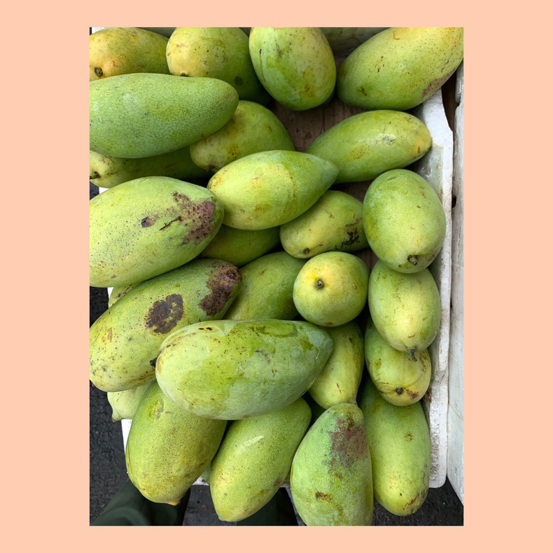 

Buah mangga golek / mangga golek