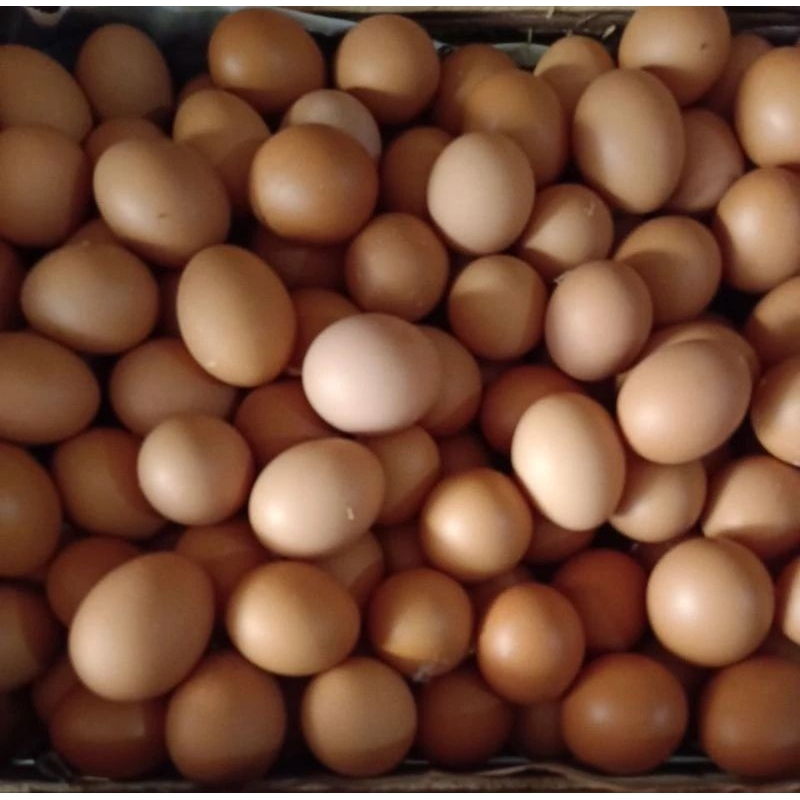 

Telur ayam negri Fresh
