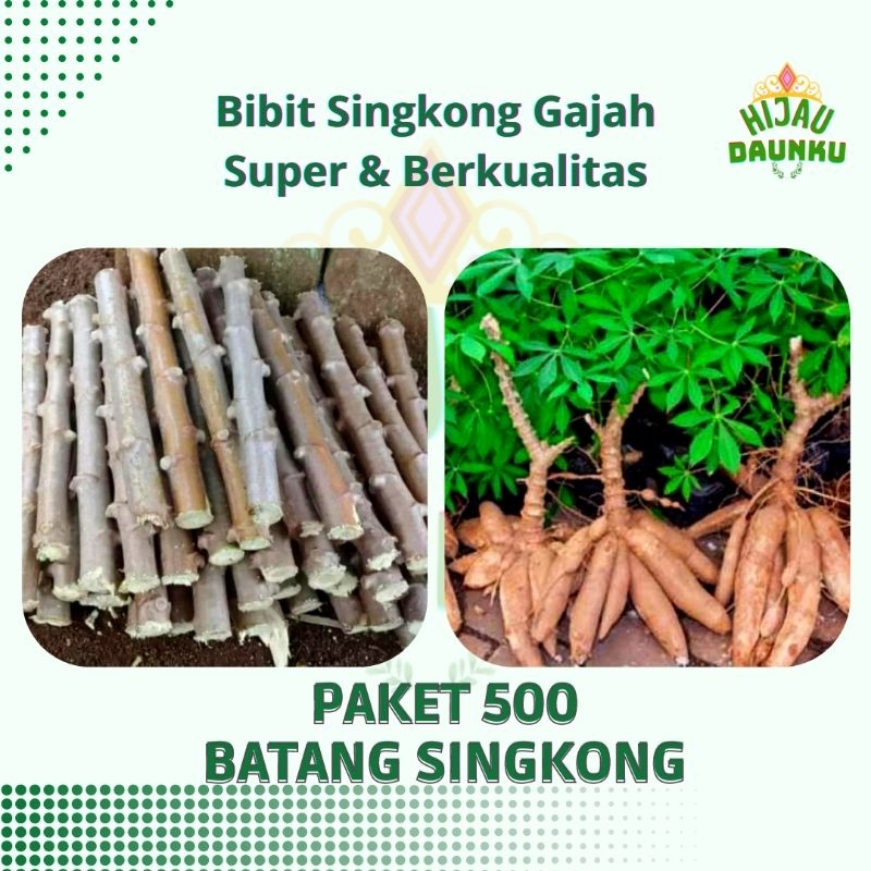 PAKET 500 Bibit Batang Singkong gajah super Unggul siap tanam
