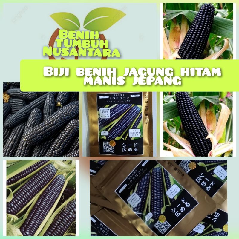 kemasan premium benih jagung ketan hitam manis jepang impor f1