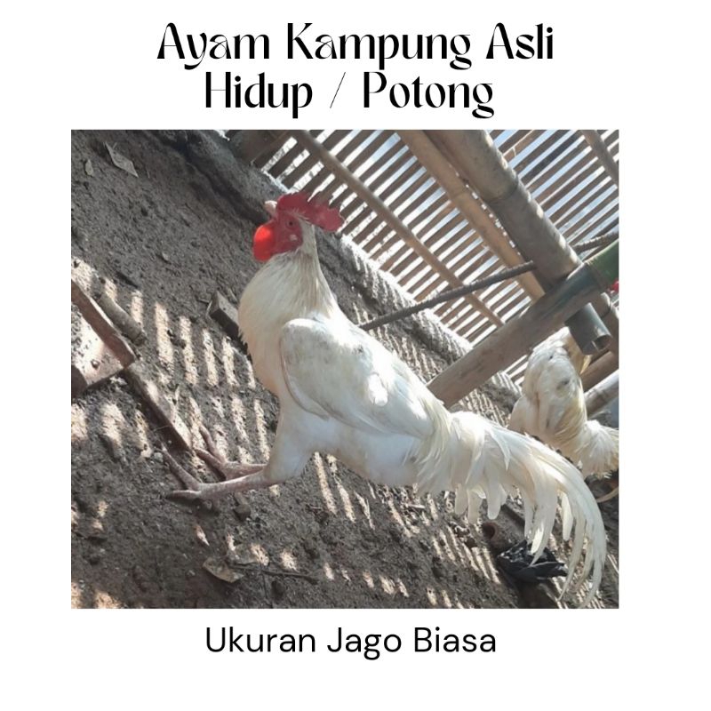 

Ayam Kampung Asli Jago Biasa