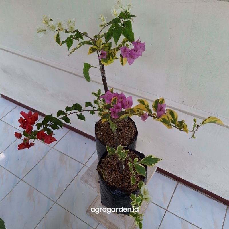 Tanaman Hias Bugenvil 3 warna - Tanaman Hias Bugenvil 3 Warna Impor - Bugenvil tiga warna: merah, Pu