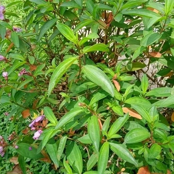 

daun senggani/harendong segar 200gram baru di petik