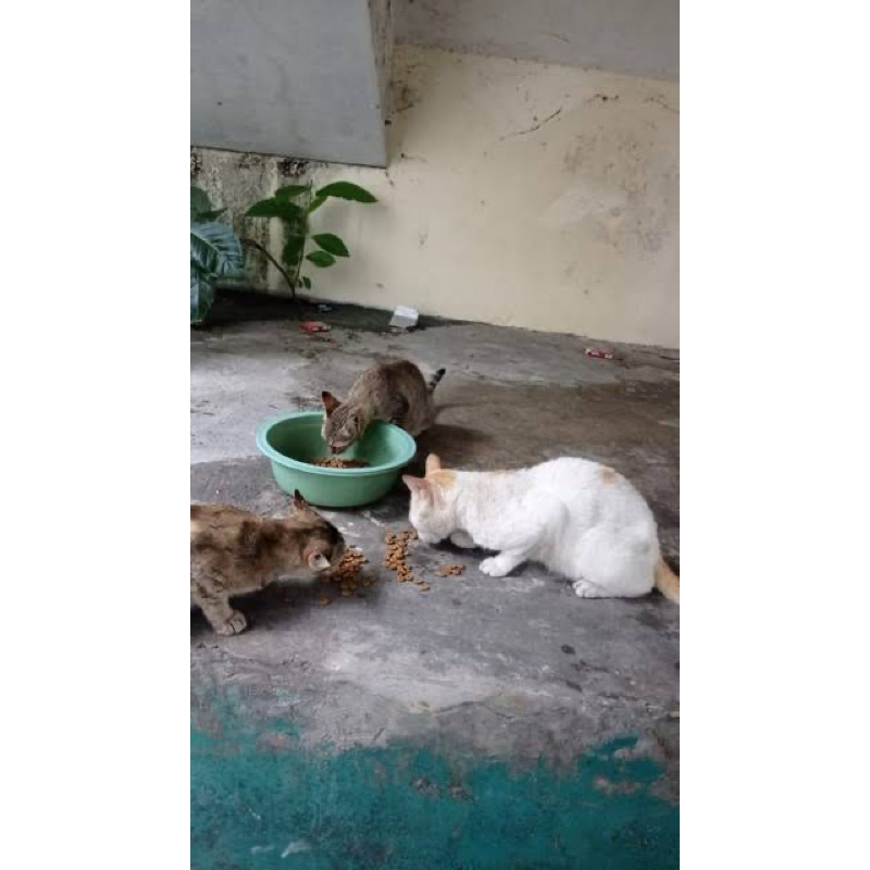 Makanan Untuk Kucing Meong Liar duys