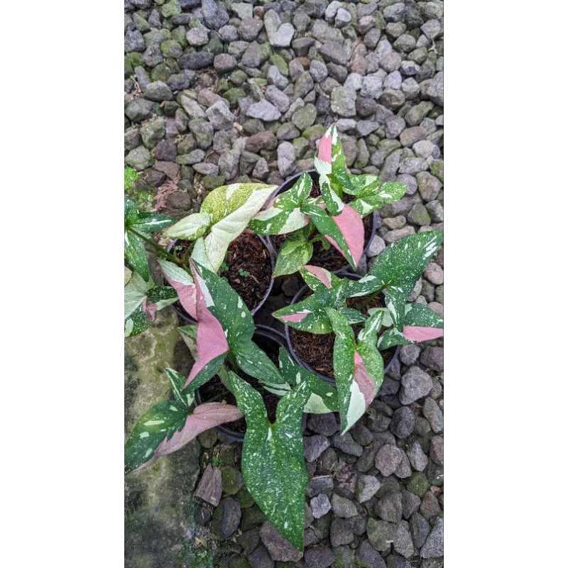 syngonium red spot tricolor