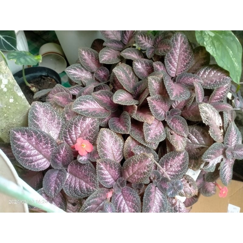 Episcia ungu per plant