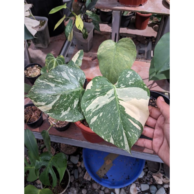 tanaman hias monthai