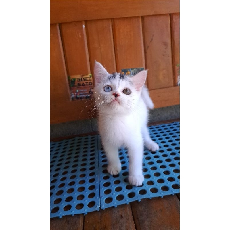 Kitten Odd Eyes Shorthair