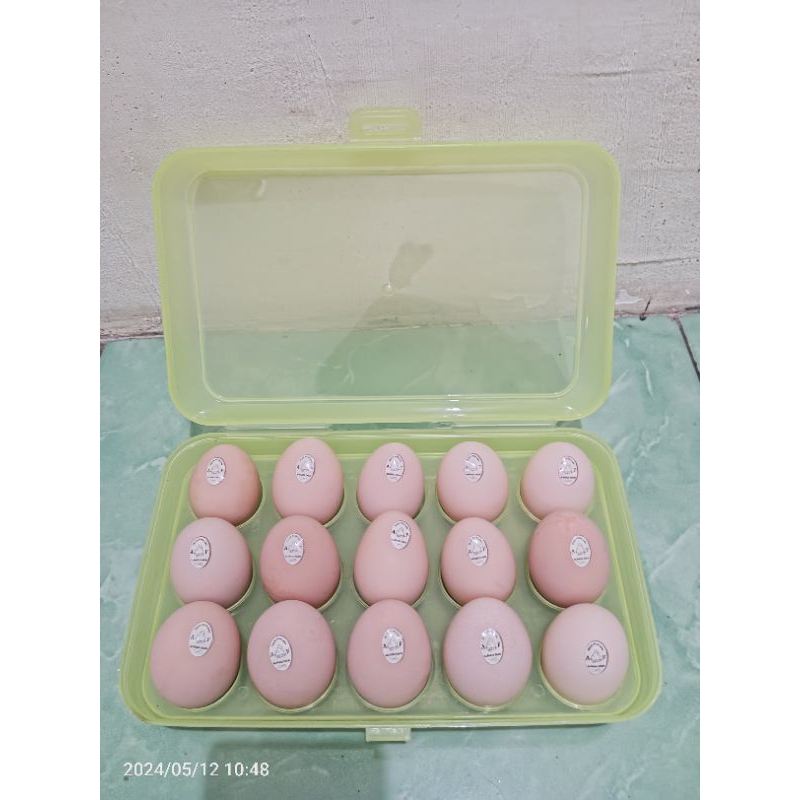 

Telur Ayam Kuntara