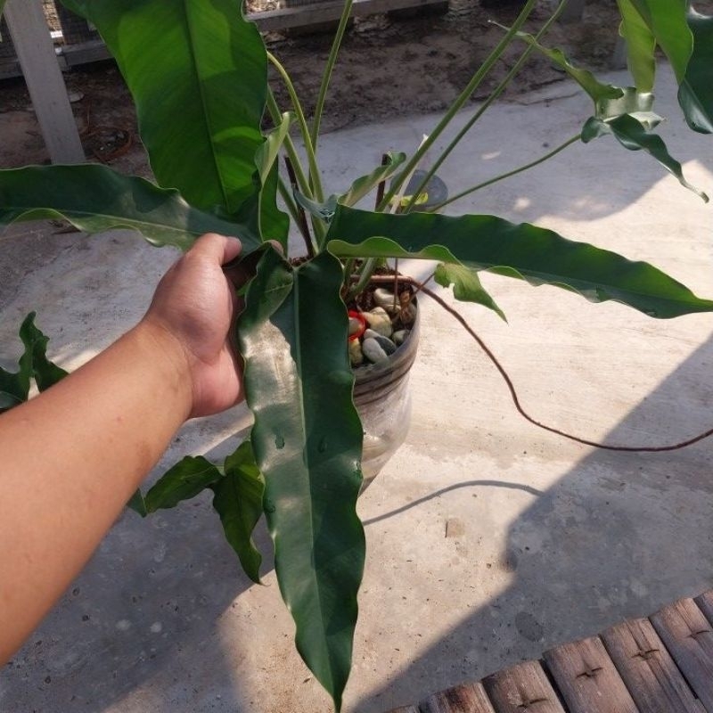 philodendron thoumatophylum angela