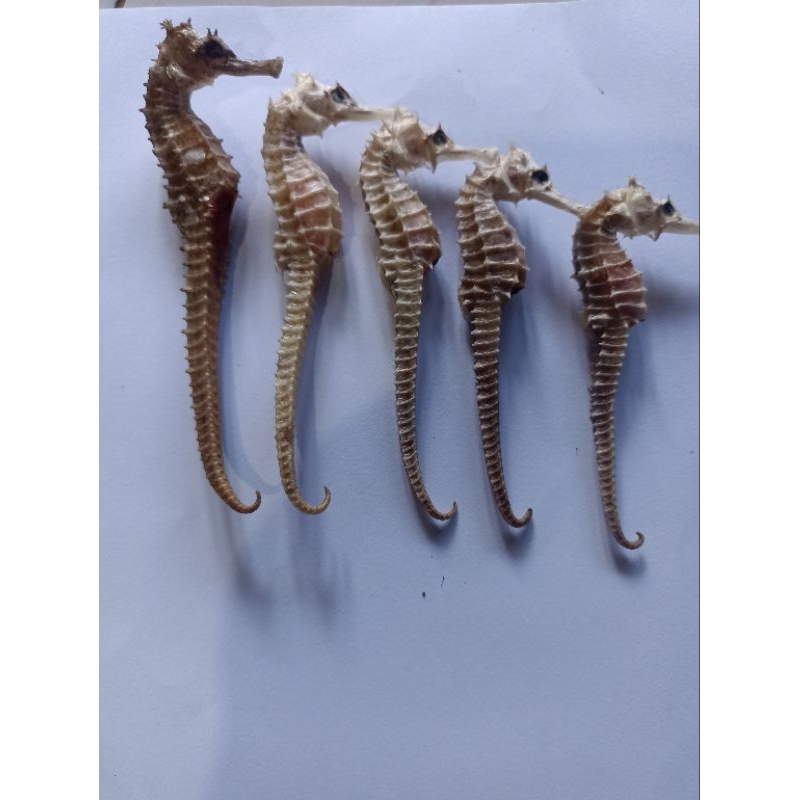 Kuda Laut Kering uk. JUMBO 11_15Cm Asli dari Laut Jawa Original 100% (1pcs)