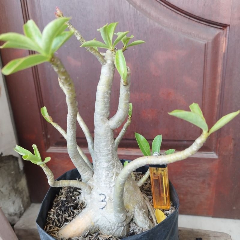 Adenium Arabicum RCN Thaisocotranum