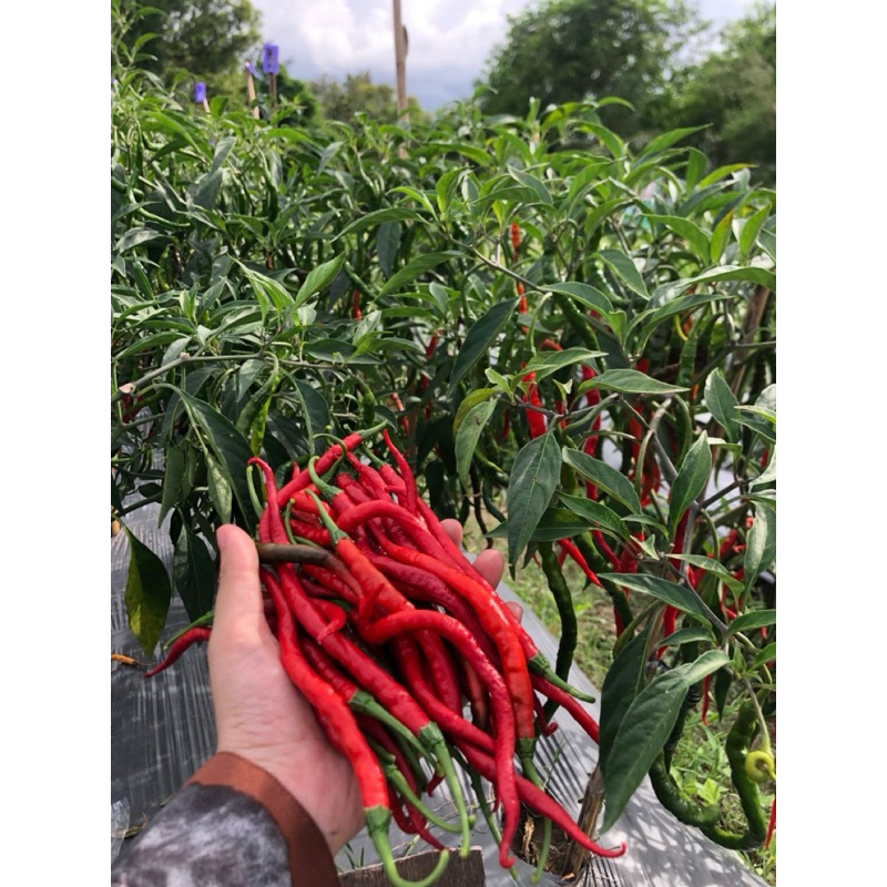 BIBIT CABE MERAH KERITING