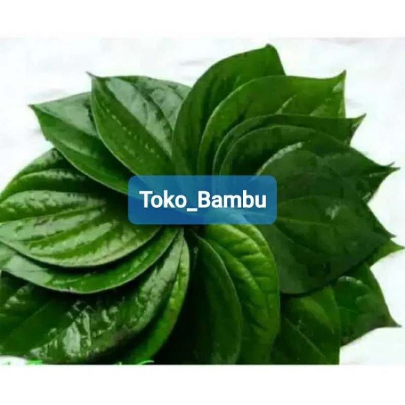 

Daun sirih hijau segar 500 gram petik langsung-az