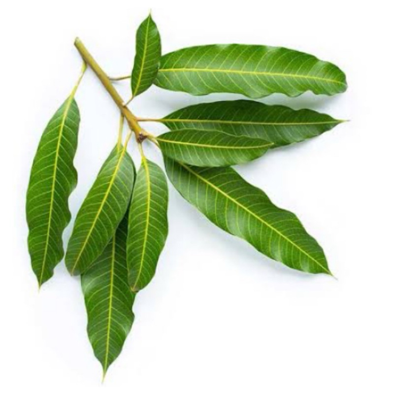 

Daun pohon mangga / daun mangga segar 500 gram-az