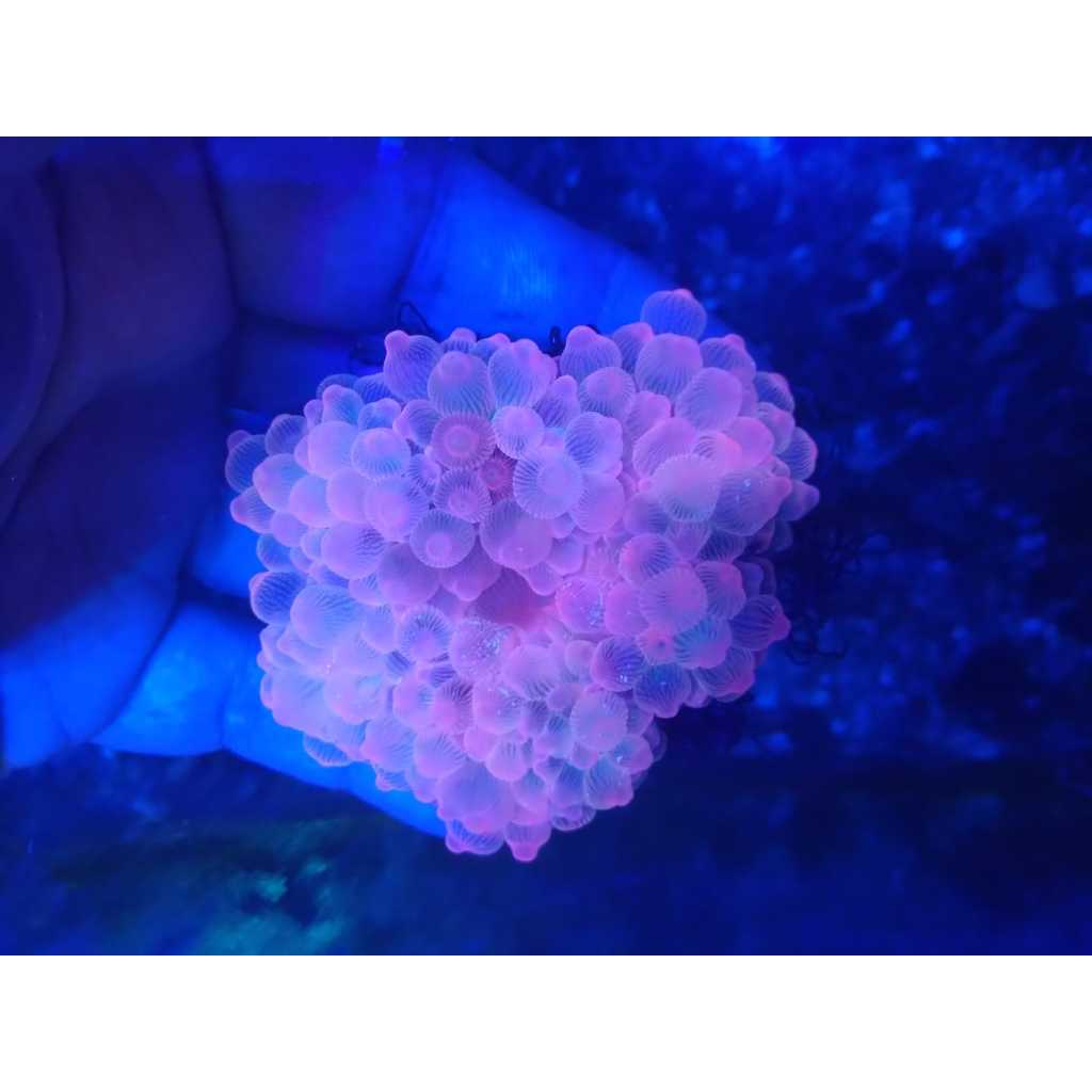 Anemon JAGUNG MERAH - Red Rose Corn Anemone