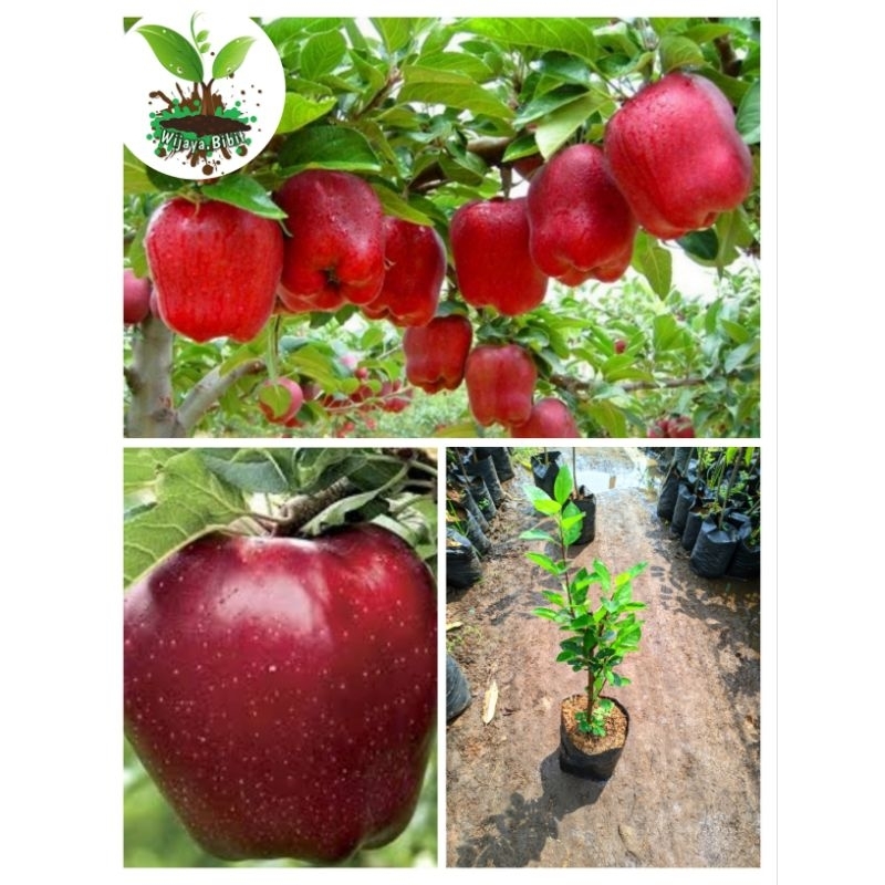 BIBIT APEL FUJI HASIL CANGKOK