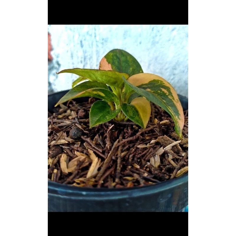 anthurium hokeri pink Tanduk ( roset ) koleksian