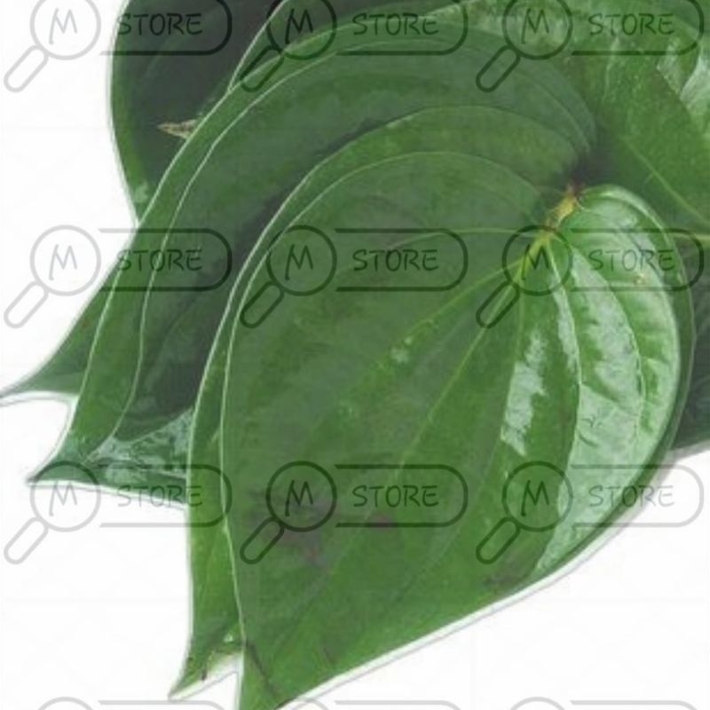 

daun cincau di petik saat orderan masuk