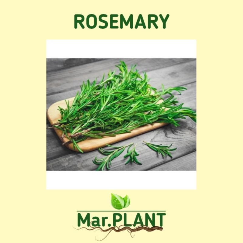 Tanaman Rempah Rosemary/ tanaman Rosemary