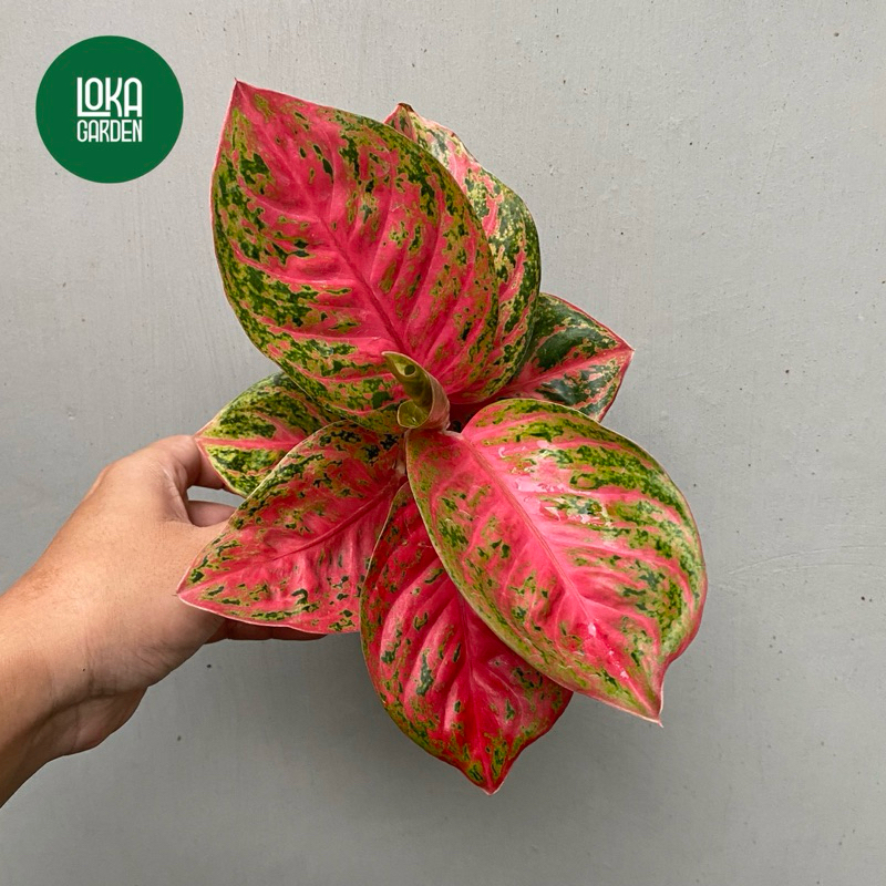Tanaman Hias Aglonema Wulandari / Aglaonema Aglo Wulandari