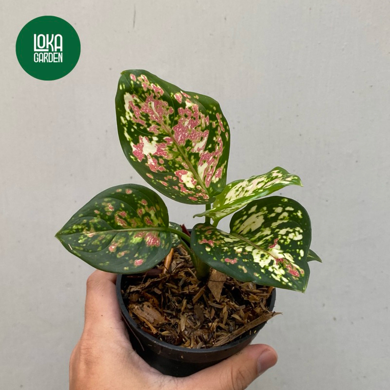 Tanaman Hias Aglonema Tricolor / Aglaonema Dud Tricolor / Aglo Tricolour