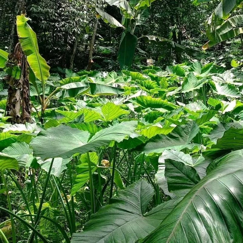 

Daun talas beneng segar per 1kg asli banten