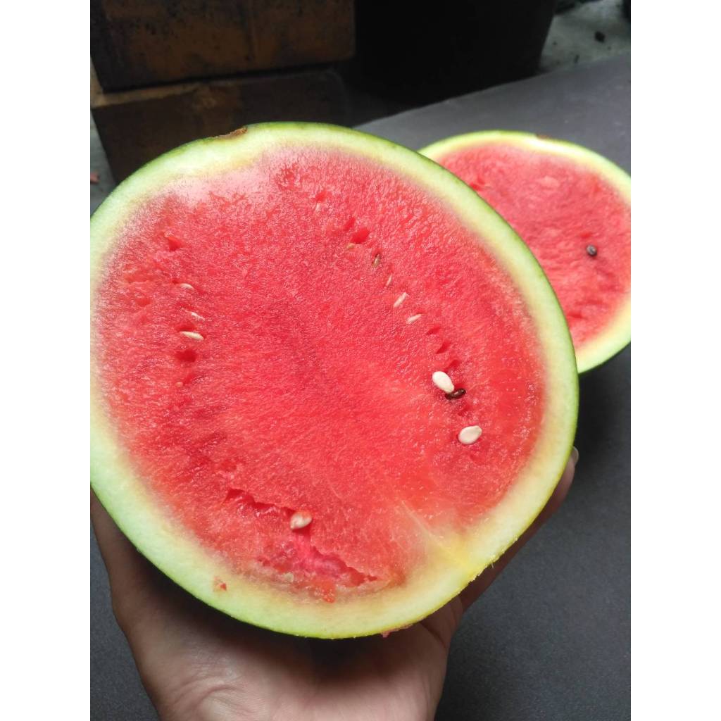 Semangka Merah Non Biji