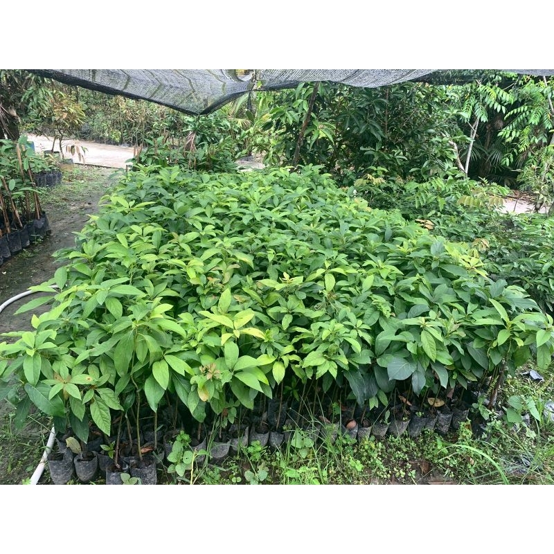 

Bibit Alpukat Mentega Okulasi/Alpukat Mentega Murah (Beli 3 gratis 1)