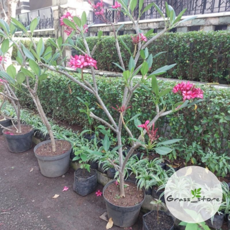 Tanaman hias kamboja bali 1 meter kuning,pink putih