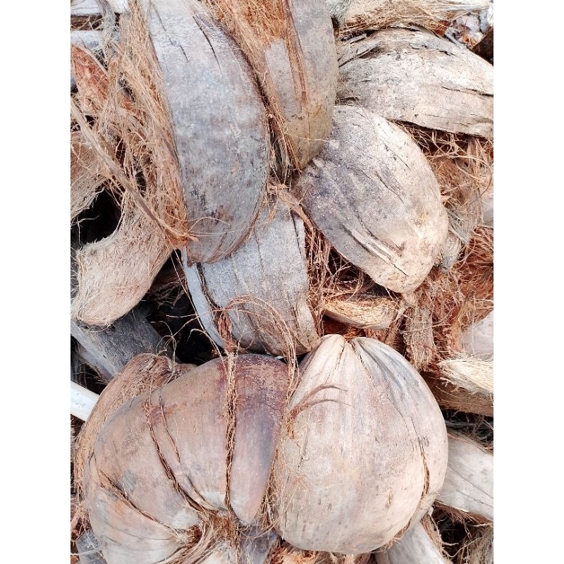

TERMURAHH Sabut Kelapa