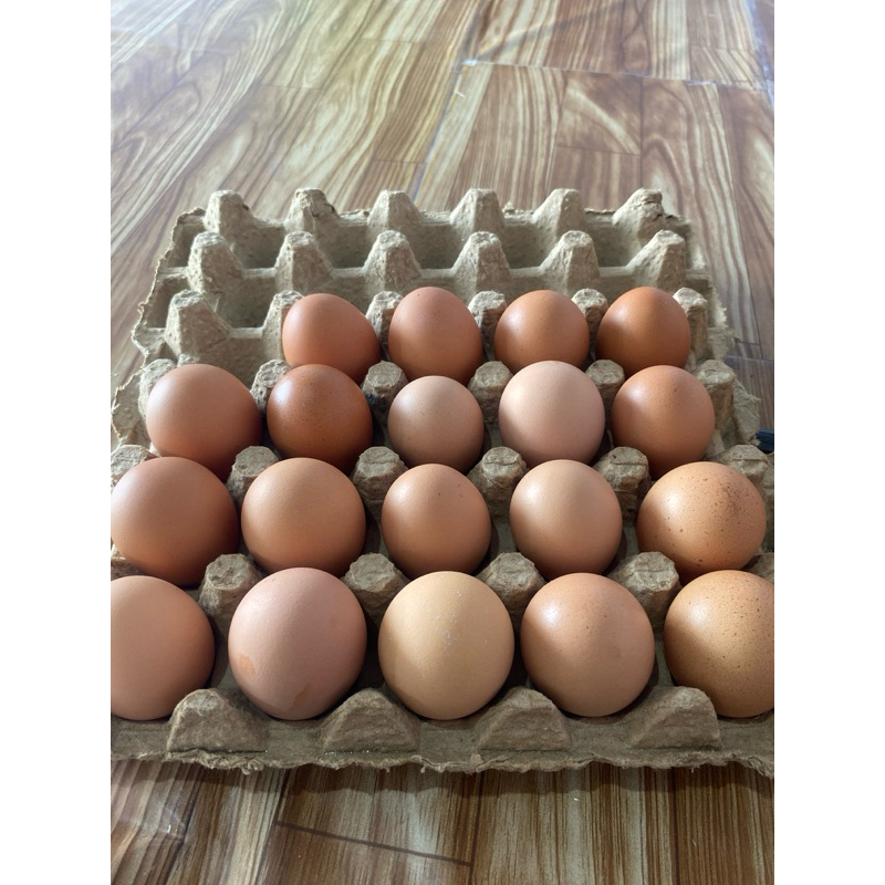 Agen telur ayam fresh kandang Per Kg