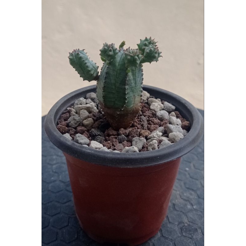 Kaktus Sukulen hias Euphorbia Obesa Globosa