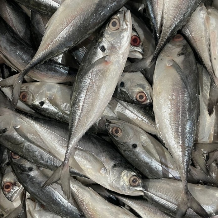 

Ikan Cakalang 1kg ikan laut, Ready Stock Sameday Delivery Jogja