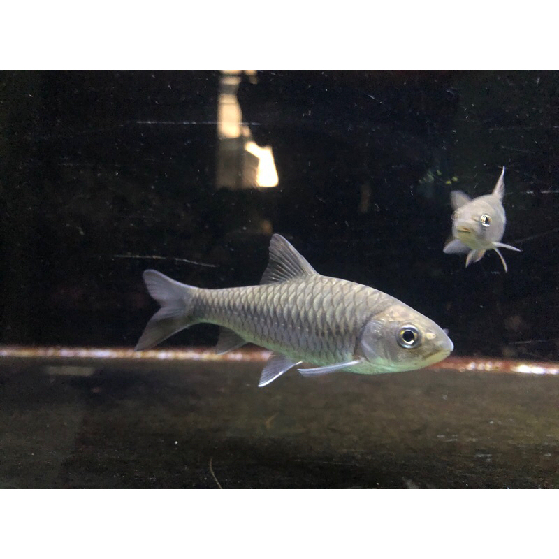 neo heter/chinese blue mahseer