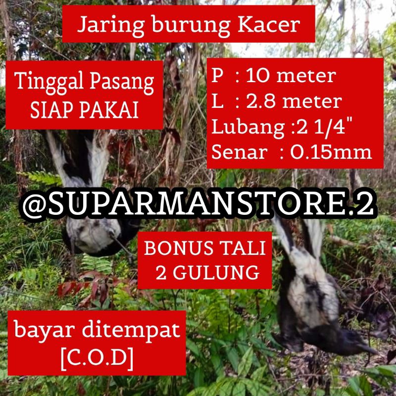 JARING BURUNG KACER 10 METER JARING BURUNG KACER 10X3M JALA JEBAKAN BURUNG KACER 10 METER SIAP PAKAI