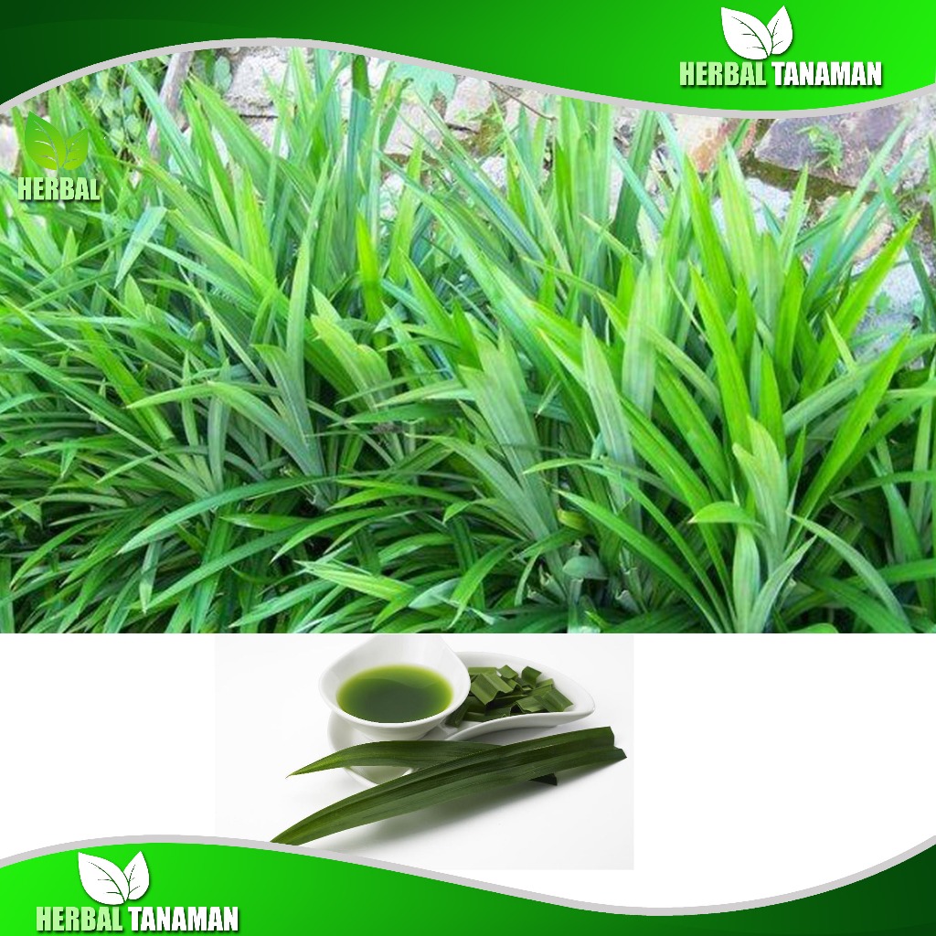 

Daun Suji Segar 1 kg Bahan Pewarna Alami