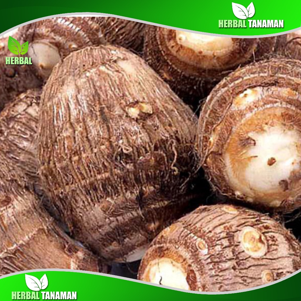 

Umbi Talas Pulen 1 kg -Ubi Talas Segar Fresh